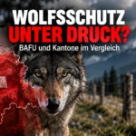 Podcast-Kritik zu Jagd und Wolf: Ein Wolf vor Schweizer Alpenkulisse, dazu eine Schweizer Karte und die Schlagzeile „Wolfsschutz unter Druck?“.