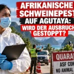 Afrikanische Schweinepest in Agutaya: Veterinärin an einem Quarantäne-Kontrollpunkt auf Palawan