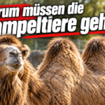 KI-generiertes Symbolbild zum Artenwechsel im Zoo Zürich: Trampeltier mit zwei Höckern vor einer Gehegekulisse und der Überschrift „Warum müssen die Trampeltiere gehen?“.