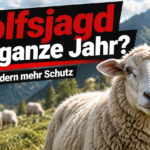 KI-generiertes Symbolbild zur Bauernversammlung in Pfunds: Schaf vor einer Bergweide mit weiteren Schafen und der Überschrift „Wolfsjagd das ganze Jahr?“.