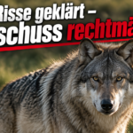 KI-generiertes Symbolbild: grauer Wolf vor unscharfem Grün, dazu „Risse geklärt – Abschuss rechtmäßig?“; Themenbezug: DNA-Nachweis zum getöteten Wolf im Pitztal.