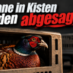 KI-generiertes Symbolbild zum Thema Fasane in Kisten in Hof am Leithagebirge: Fasan in einer Transportkiste, dahinter ein Fahrzeug mit weiteren Kisten; Überschrift „Jagden abgesagt“.