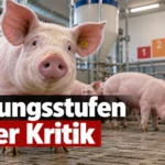 Schweinehaltung in Deutschland: Gesunde Schweine in einem modernen Stall mit Darstellung der fünf Tierwohl-Haltungsstufen.