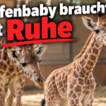 KI-generiertes Symbolbild zur Giraffengeburt im Schweriner Zoo: Giraffenkalb vor einer erwachsenen Giraffe im Stall, darüber die Überschrift „Giraffenbaby braucht jetzt Ruhe“.