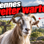KI-generiertes Symbolbild zu „Hennes IX. muss auf Stadion-Comeback warten“: Geißbock vor Zooeingang und Stadion, rotes Sperrzeichen und Überschrift „Hennes weiter warten“.