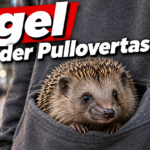 KI-generiertes Symbolbild zum Thema Igel in Pullovertasche: Ein Igel schaut aus der Bauchtasche eines grauen Pullovers vor unscharfem Bahnhofshintergrund.