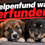 KI-generiertes Symbolbild zum Thema Illegale Welpeneinfuhr in Grenchen: Zwei Welpen auf einer grauen Decke unter der Überschrift „Welpenfund war erfunden“.