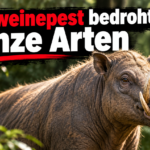 KI-generiertes Symbolbild zum Thema IUCN-Schutzplan für asiatische Wildschweine: Wildschwein mit markanten Hauern im Wald unter der Überschrift „Schweinepest bedroht ganze Arten“.