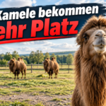 KI-generiertes Symbolbild zum Kamelumzug vom Zoo Zürich nach Olmerswil: vier Kamele auf einer eingezäunten Weide, eines im Vordergrund. Überschrift: „Vier Kamele bekommen mehr Platz“.