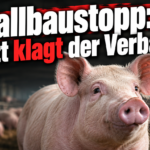 KI-generiertes Symbolbild zur Klage gegen Stallbaustopp in Dänemark: Schwein im Vordergrund eines Stalls, darüber die Überschrift „Stallbaustopp: Jetzt klagt der Verband“.