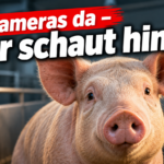 KI-generiertes Symbolbild zur Landtagsanhörung zum Schlachthof Kellinghusen: Schwein vor Metallgittern, Überwachungskamera und die Frage „Kameras da – wer schaut hin?“