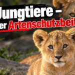 KI-generiertes Symbolbild zur Löwenzucht im Zoo Dortmund: Löwenjungtier vor einer erwachsenen Löwin, dazu die Frage „12 Jungtiere – welcher Artenschutzbeitrag?“