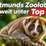 KI-generiertes Symbolbild zur Marcel Stawinoga Auszeichnung: Ein Plumplori sitzt auf einem Ast vor grünem Hintergrund; darüber steht „Dortmunds Zoolotse weltweit unter Top Ten“.