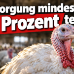 KI-generiertes Symbolbild: Puten im Stall mit der Aufschrift „Entsorgung mindestens 50 Prozent teurer“; Themenbezug zur Mitgliederversammlung des Geflügelwirtschaftsverbandes MV.