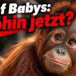 KI-generiertes Symbolbild zum Orang-Utan-Fund in Odisha: Nahaufnahme eines jungen Orang-Utans mit der Überschrift „Fünf Babys: Wohin jetzt?“.