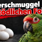 KI-generiertes Symbolbild zur Razzia gegen den Schmuggel mit Wildvogeleiern: grüner Papagei neben vier hellen Eiern, darüber „Eierschmuggel mit tödlichen Folgen“.