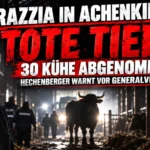 Razzia in Achenkirch: Titelbild mit Josef Hechenberger, Rindern im Stall und dem Hinweis auf tote Tiere sowie 30 abgenommene Kühe.