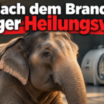 KI-generiertes Symbolbild zur Rettung der Elefantin Leelavati: Elefant vor einer kammerartigen medizinischen Anlage, darüber die Überschrift „Nach dem Brand: langer Heilungsweg“.