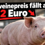 KI-generiertes Symbolbild zum Rückgang der Schlachtschweinepreise: Schwein im Stall, darüber „Schweinepreis fällt auf 1,32 Euro“ und ein roter Abwärtspfeil.