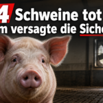 KI-generiertes Symbolbild zum Thema Schweinetod nach Lüftungsausfall in Wernburg: Schwein im Stall, Ventilator im Hintergrund und die Überschrift „124 Schweine tot – warum versagte die Sicherheit?“