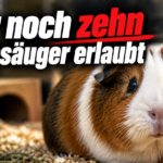 KI-generiertes Symbolbild zum Thema Teilweises Tierhalteverbot im Aargau: braun-weißes Meerschweinchen auf Einstreu vor einem Holzhaus, mit Text „Nur noch zehn Kleinsäuger erlaubt“.