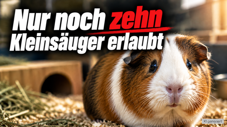 KI-generiertes Symbolbild zum Thema Teilweises Tierhalteverbot im Aargau: braun-weißes Meerschweinchen auf Einstreu vor einem Holzhaus, mit Text „Nur noch zehn Kleinsäuger erlaubt“.