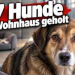 KI-generiertes Symbolbild zum Thema Tierschutzeinsatz in Grimma: brauner Hund auf einer Decke, dahinter ein weiterer Hund und Gitter; Überschrift „67 Hunde aus Wohnhaus geholt“.