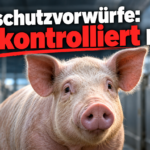 KI-generiertes Symbolbild zum Thema Tierschutzvorwürfe gegen Tönnies in Kellinghusen: Schwein zwischen Metallabtrennungen, Kamera im Hintergrund und die Frage „Wer kontrolliert hier?“
