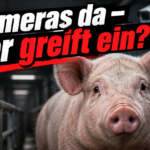 KI-generiertes Symbolbild zum Thema Tierschutzvorwürfe im Schlachthof Kellinghusen: Schwein zwischen Metallgeländern, Kamera im Hintergrund und Schriftzug „Kameras da – wer greift ein?“.