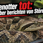 KI-generiertes Symbolbild zum Thema Tod einer Lanzenotter im Zoo: zusammengerollte Schlange hinter Terrarienglas mit der Überschrift „Lanzenotter tot: Betreiber berichten von Störungen“.