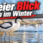 KI-generiertes Symbolbild zum Umbau der Vogelhalle im Vivarium Darmstadt: Säbelschnäbler im flachen Wasser vor einer Fensteröffnung, darüber „Freier Blick auch im Winter“.