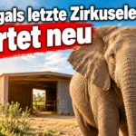KI-generiertes Symbolbild zum Umzug von Elefantin Julie nach Pangea: Elefant vor einem offenen Unterstand, darüber die Aufschrift „Portugals letzte Zirkuselefantin startet neu“.