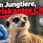 KI-generiertes Symbolbild zur Untersuchung der Erdmännchen im Tiergarten Kleve: Erdmännchen zwischen blau behandschuhten Händen und einem Lesegerät.