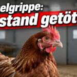 KI-generiertes Symbolbild zur Vogelgrippe in Bark: braune Henne im Stall unter der Überschrift „Vogelgrippe: Bestand getötet“.