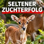 Weißnacken-Moorantilope im Kölner Zoo geboren: Männliches Jungtier steht vor einem erwachsenen Tier unter der Überschrift „Seltener Zuchterfolg“.
