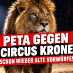 Ein Löwe in der Manege von Circus Krone in Goslar mit der Schlagzeile „PETA gegen Circus Krone – Schon wieder alte Vorwürfe!“