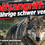 KI-generiertes Symbolbild zum Thema Wolfsangriff im Wildpark Johannismühle: Wolf vor einem Gehegezaun mit der Schlagzeile „Wolfsangriff: Achtjährige schwer verletzt“.