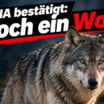 KI-generiertes Symbolbild zum Thema Wolfsriss in Saalfelden: Wolf neben einer DNA-Doppelhelix und der Überschrift „DNA bestätigt: Doch ein Wolf“.